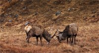 192 - RED DEER STAGS SPARRING - FRYER ANDY - united kingdom